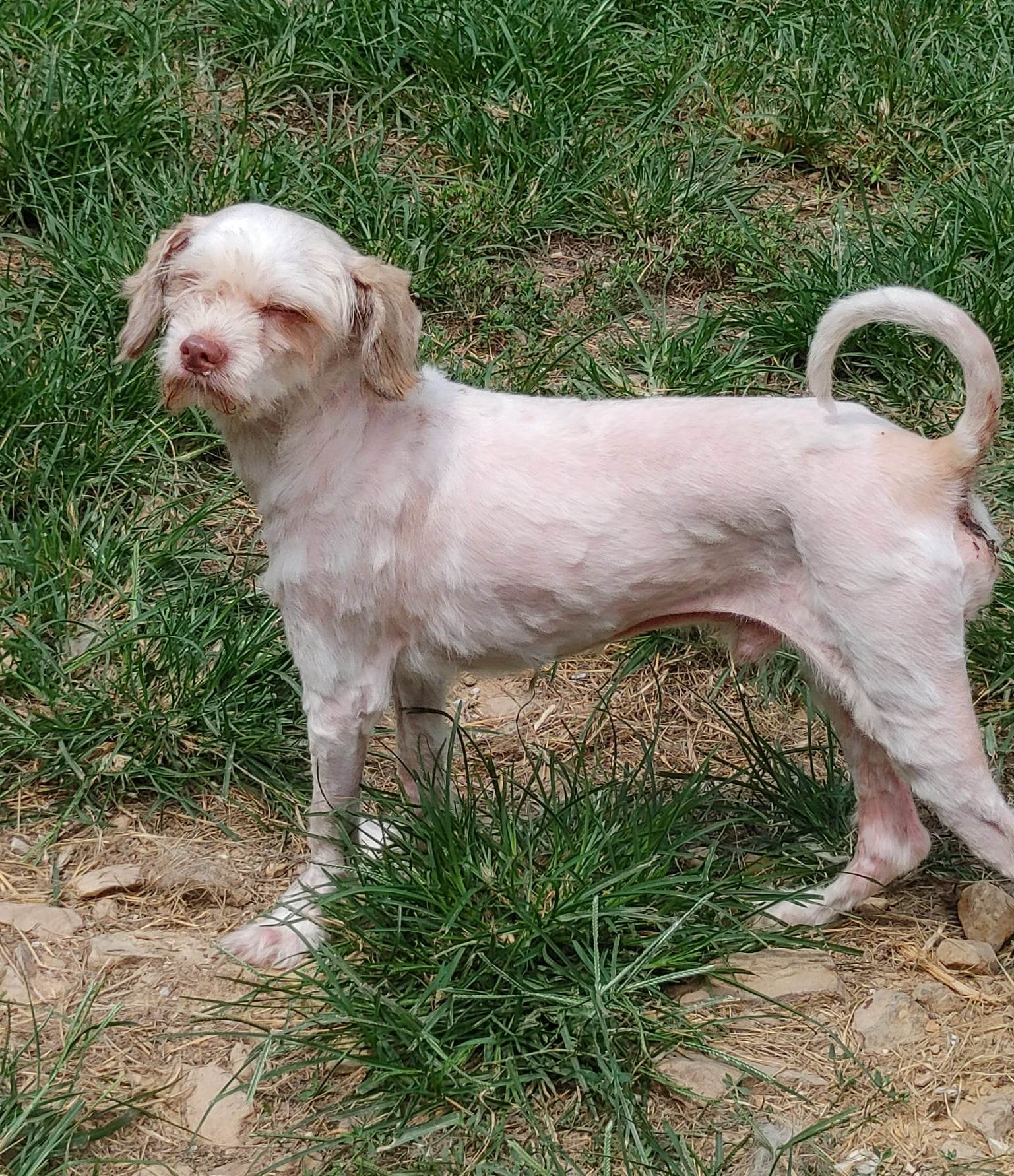 Dexter, an adoptable Maltese in Poland, IN, 47868 | Photo Image 1