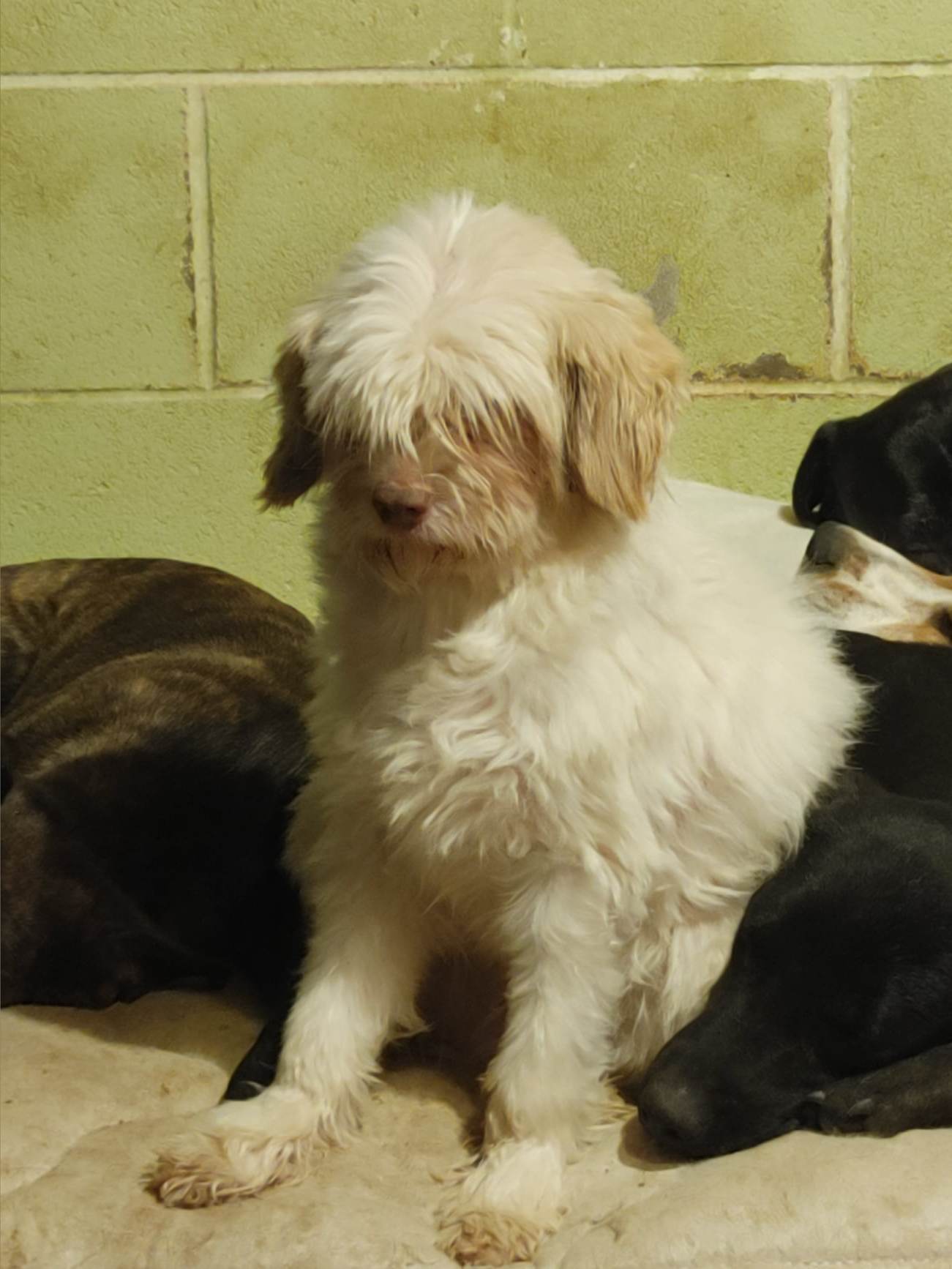 Dexter, an adoptable Maltese in Poland, IN, 47868 | Photo Image 2