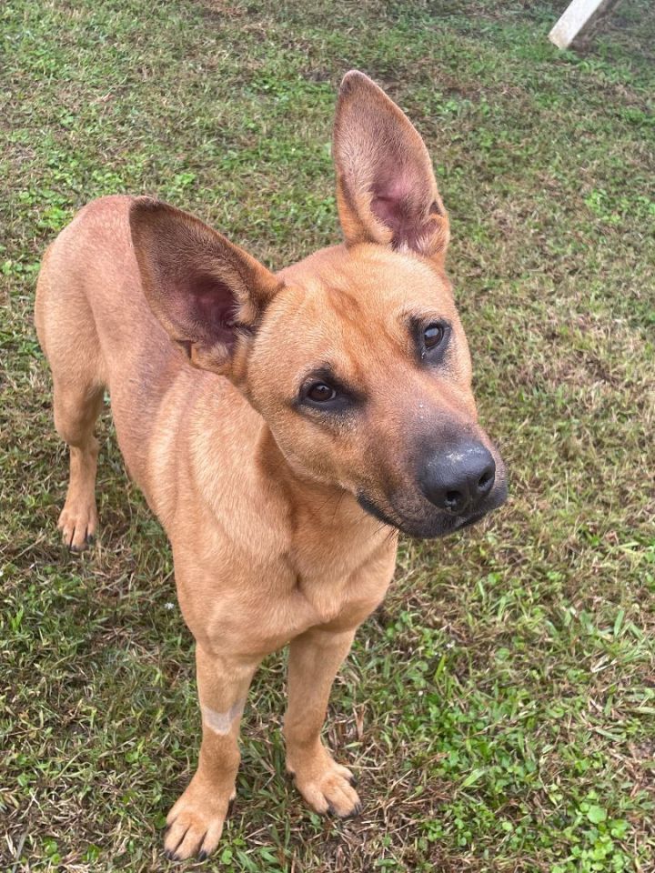 Dog for adoption Red a Shepherd Terrier Mix in Brenham TX Petfinder