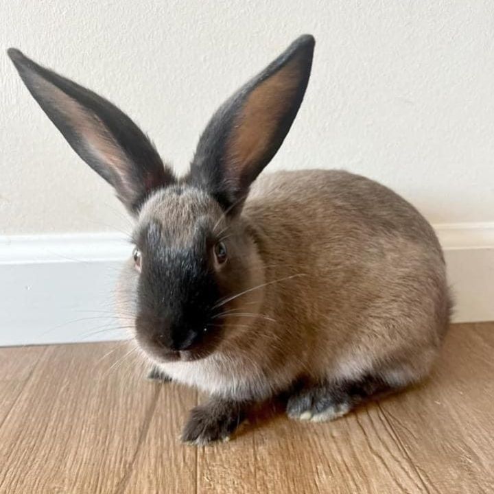 Rabbit for adoption - Mistletoe, a New Zealand & Californian Mix in ...