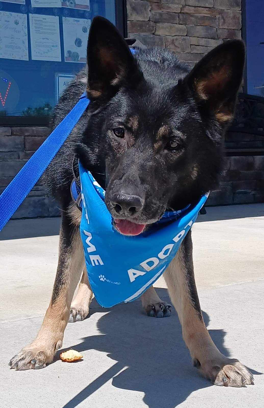Ziva