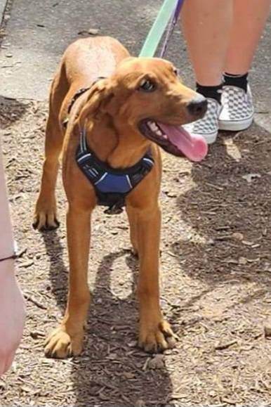 Sparkle, an adoptable Vizsla in Poland, IN, 47868 | Photo Image 1