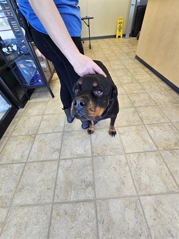 LEENA, an adoptable Rottweiler in Norfolk, VA, 23502 | Photo Image 1