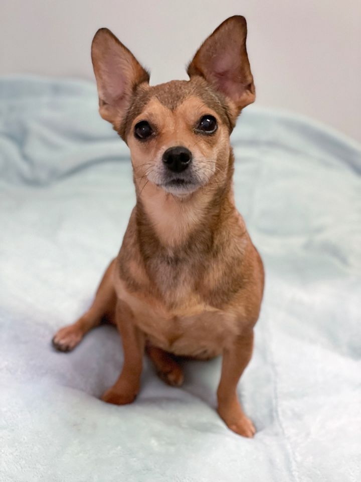Moxie, an adopted Chihuahua in Charles Town, WV_image-4