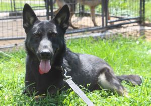 Adonis, Adult Male German Shepherd Dog