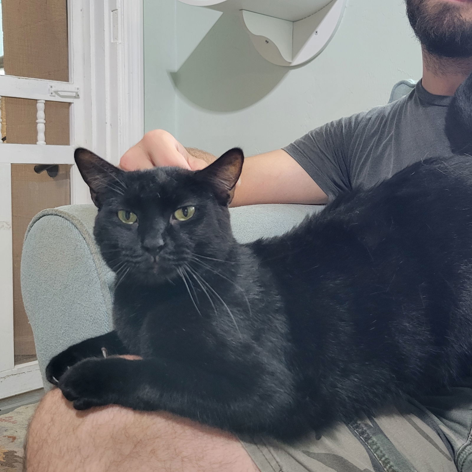 Wuzzy, an adoptable Domestic Short Hair, Bombay in Ocala, FL, 34482 | Photo Image 1