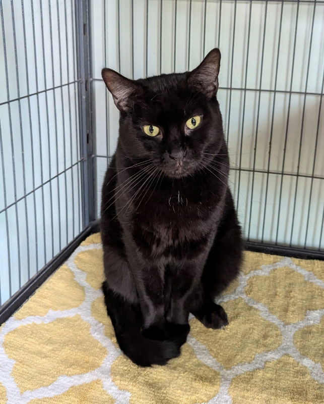 Wuzzy, an adoptable Domestic Short Hair, Bombay in Ocala, FL, 34482 | Photo Image 1