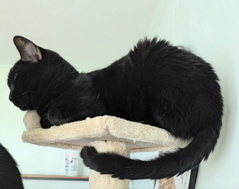 Wuzzy, an adoptable Domestic Short Hair, Bombay in Ocala, FL, 34482 | Photo Image 3