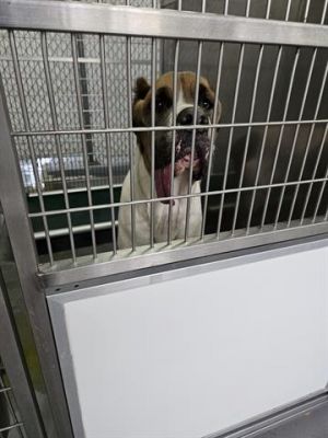 A071167, Adult Male Cane Corso