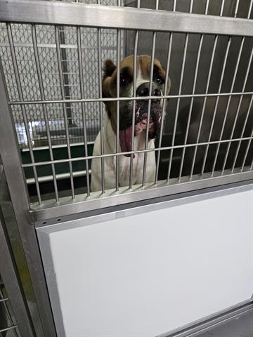 A071167, an adoptable Cane Corso, Mixed Breed in Norfolk, VA, 23502 | Photo Image 1