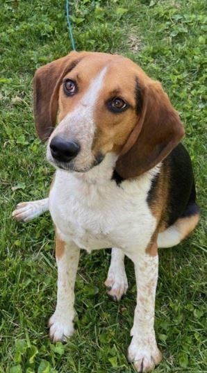 Dog for adoption - Elvis, a Beagle in Columbus, OH | Petfinder