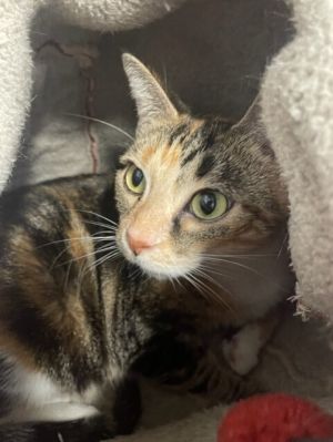 Maisy, Adult Female Domestic Short Hair