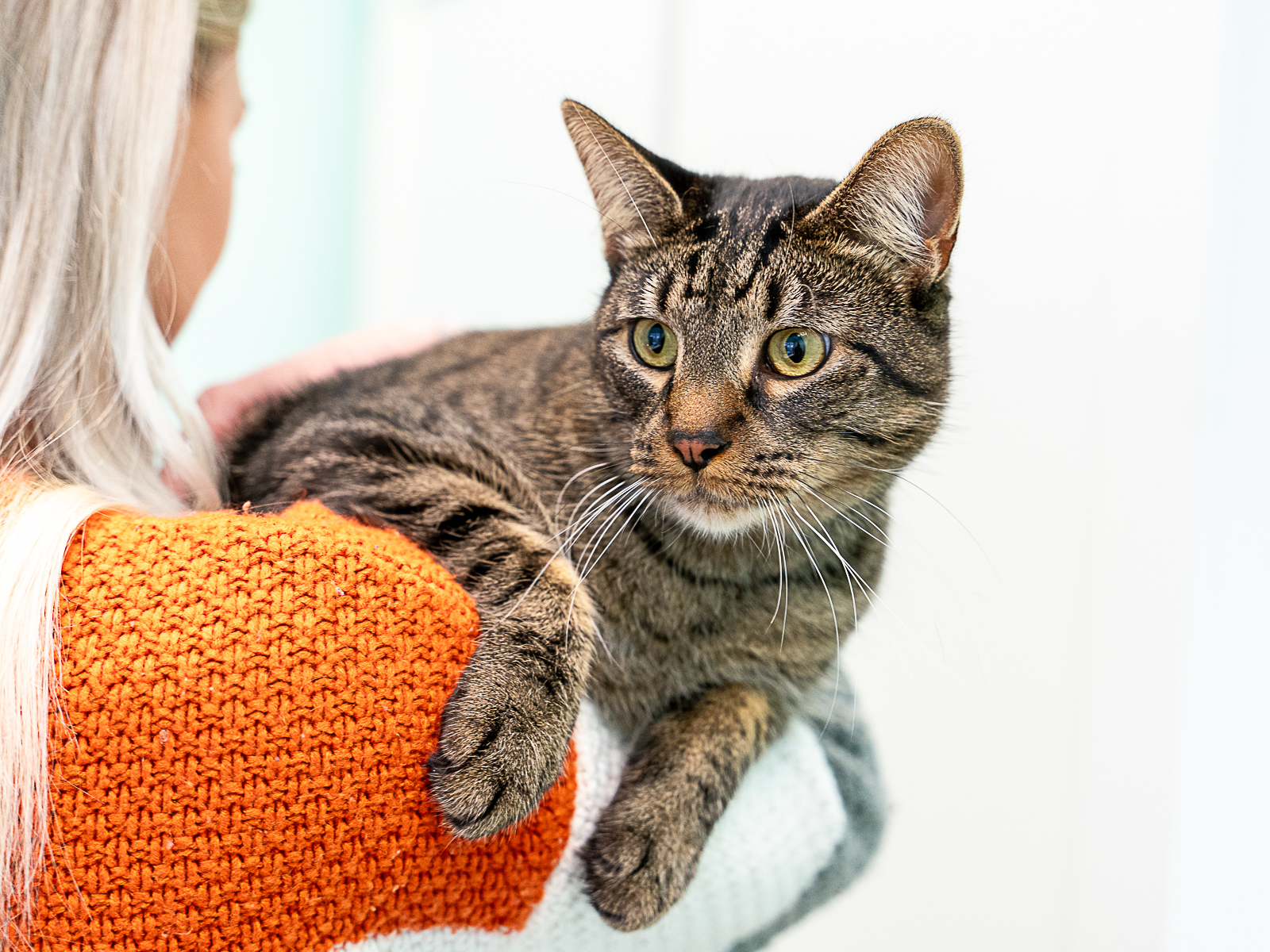 Cat for adoption Fish, a Domestic Short Hair Mix in Bothell, WA