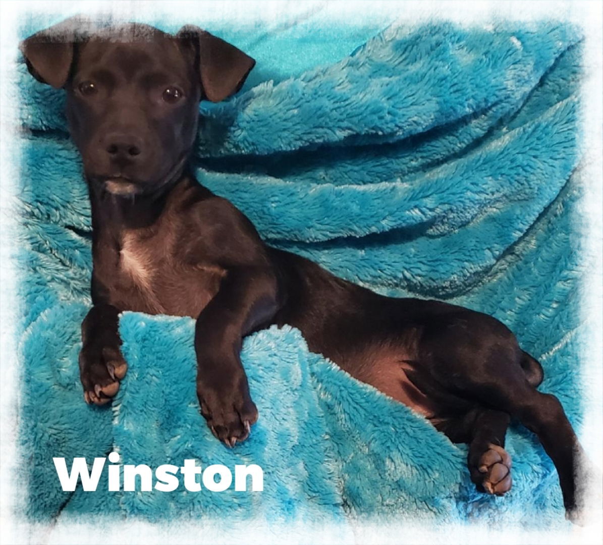 Winston