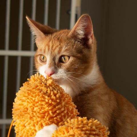 Rollie, an adoptable Domestic Short Hair in Morgan Hill, CA_image-2