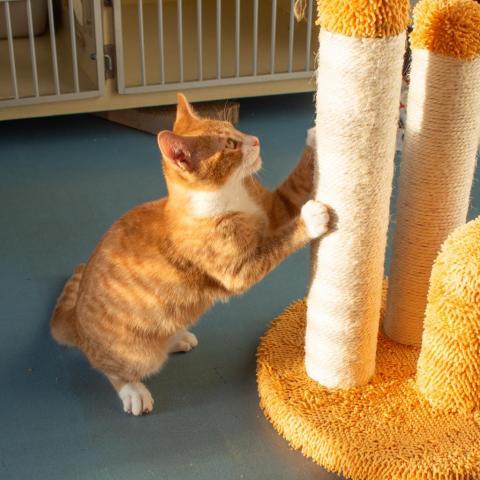 Rollie, an adoptable Domestic Short Hair in Morgan Hill, CA_image-4