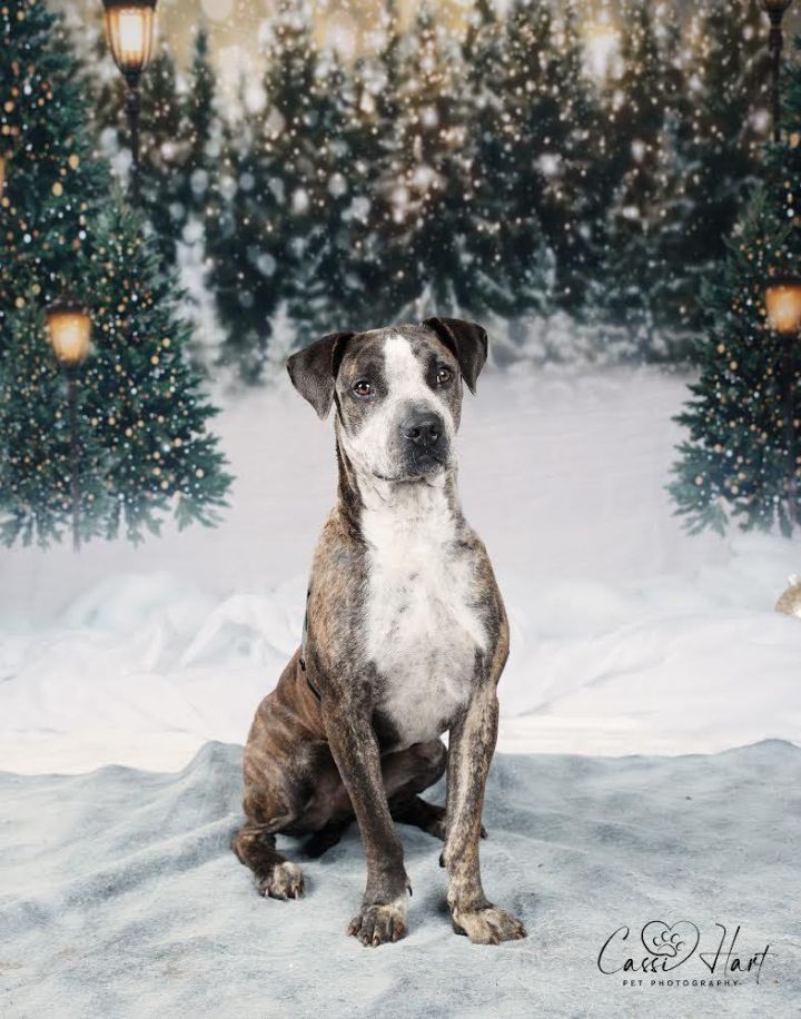Granger, an adoptable American Staffordshire Terrier Mix in San Antonio , TX_image-1