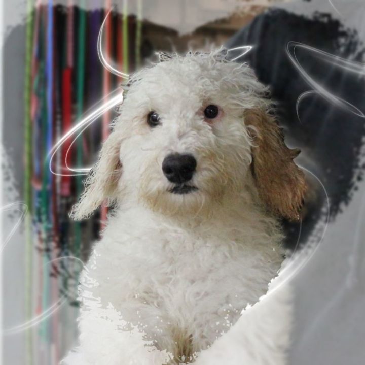 Tanner, an adopted Goldendoodle in Amelia, OH_image-1