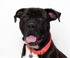 The name is Panther Im a big-hearted American Bulldog mix with a looooot of love to give At 2 yea