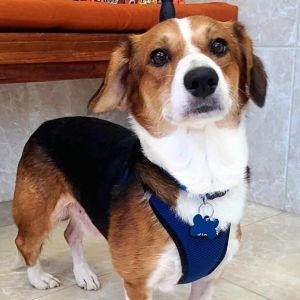 Welsh corgi best sale beagle mix