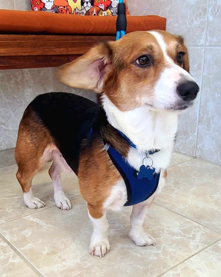 Corgi mixed with store beagle