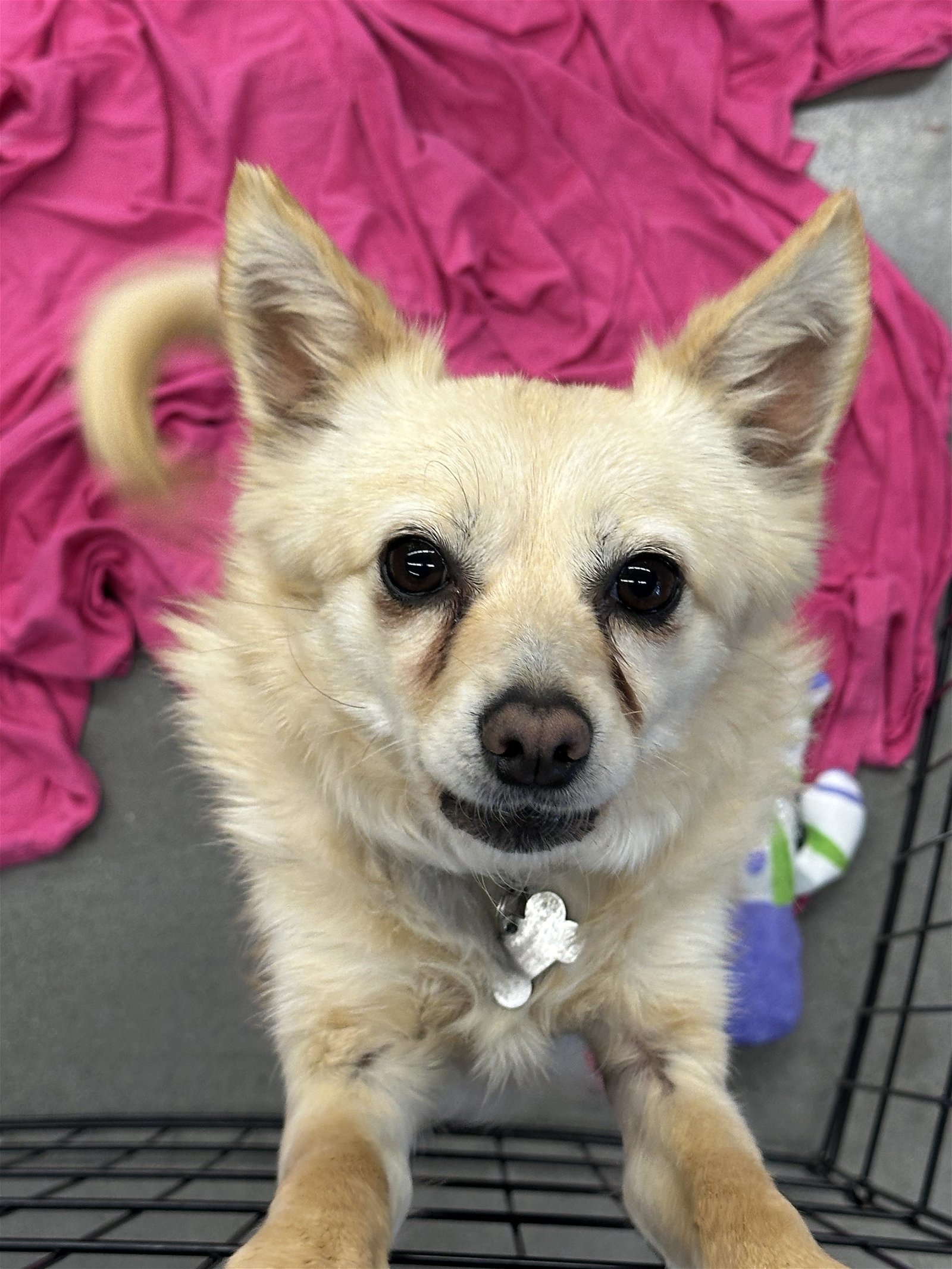 Felipe, an adoptable Spaniel, Chihuahua in Chico, CA, 95973 | Photo Image 1
