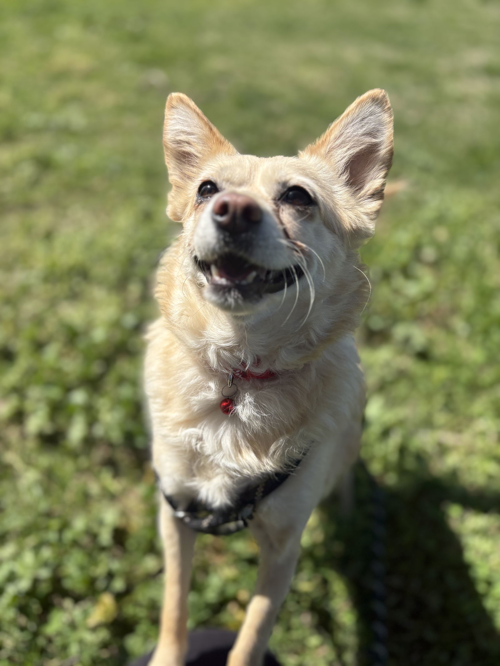 Felipe, an adoptable Spaniel, Chihuahua in Chico, CA, 95973 | Photo Image 1