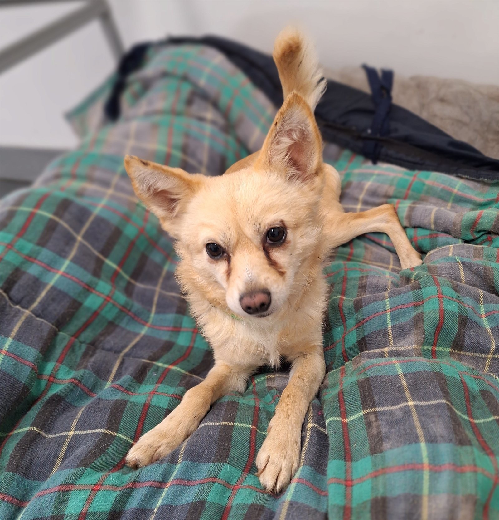 Felipe, an adoptable Spaniel, Chihuahua in Chico, CA, 95973 | Photo Image 2
