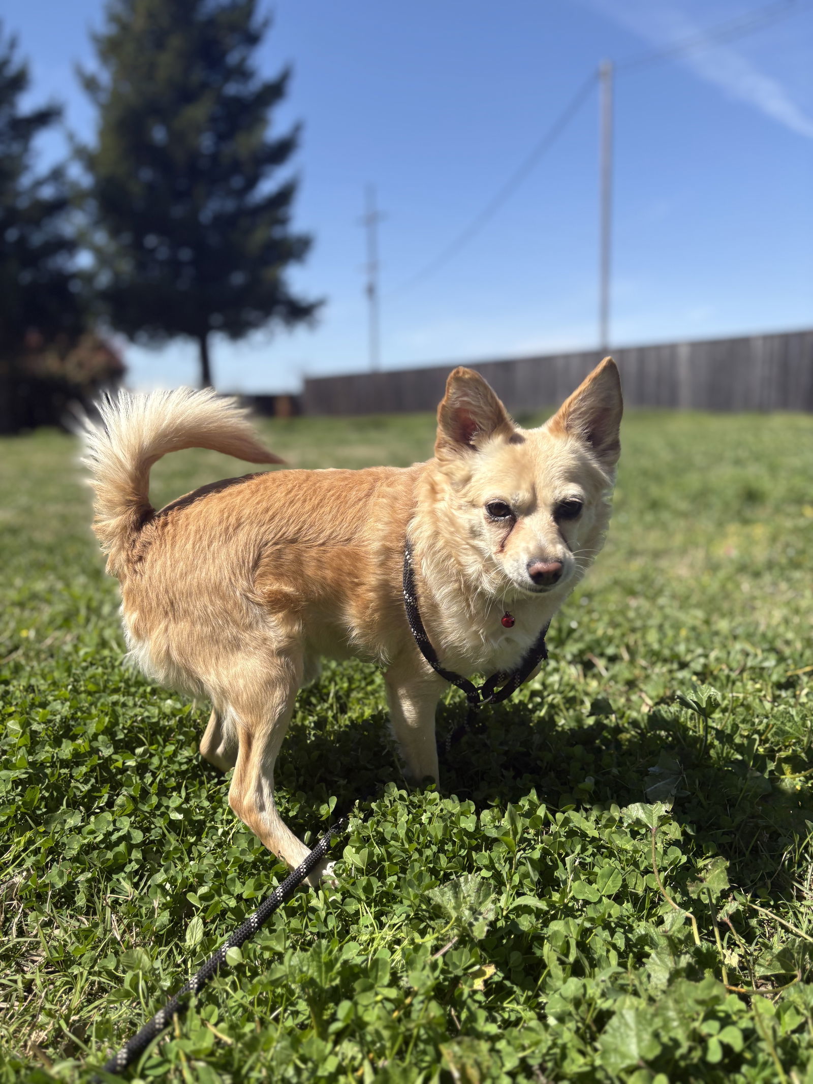 Felipe, an adoptable Spaniel, Chihuahua in Chico, CA, 95973 | Photo Image 2