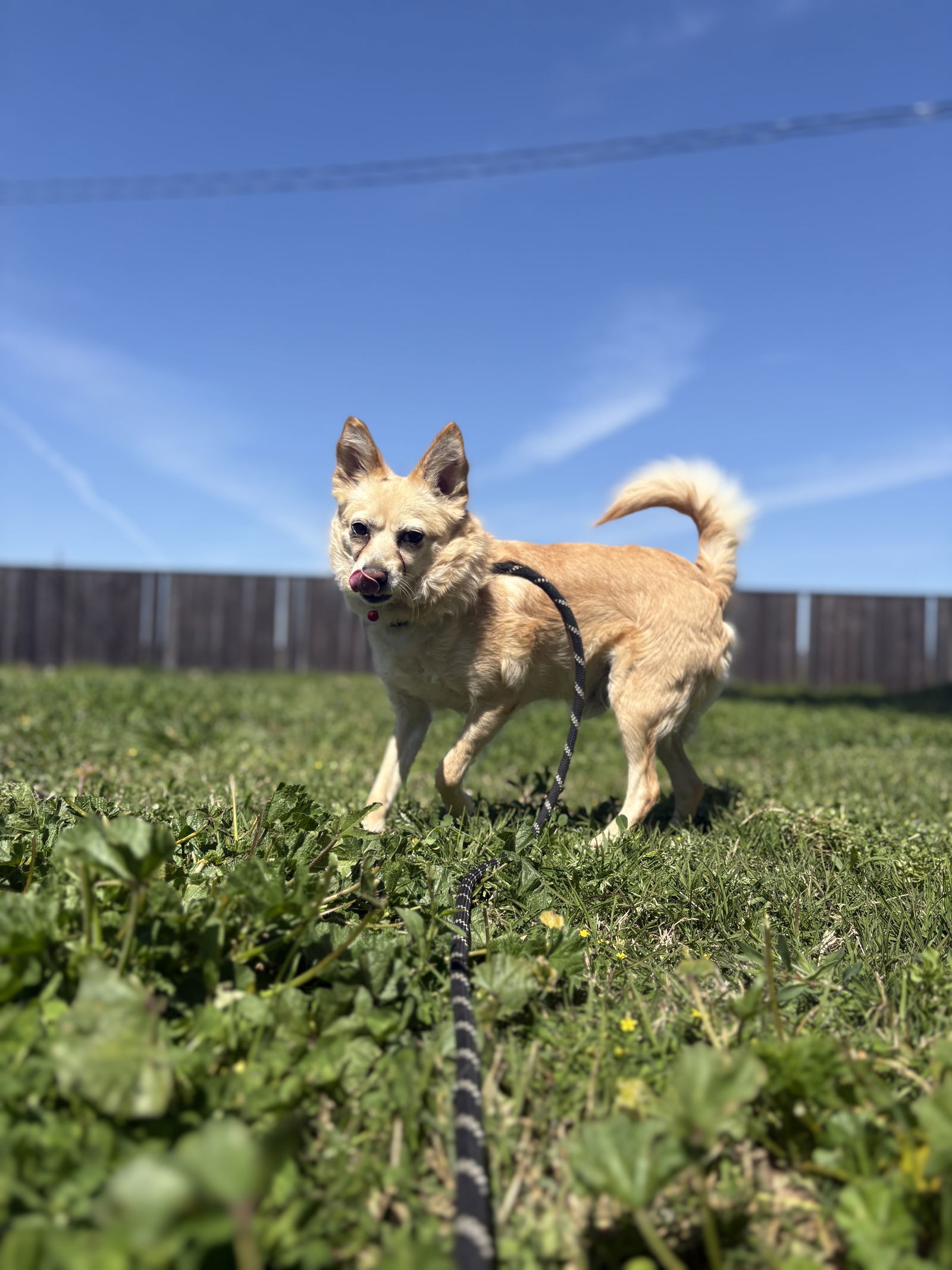 Felipe, an adoptable Spaniel, Chihuahua in Chico, CA, 95973 | Photo Image 3