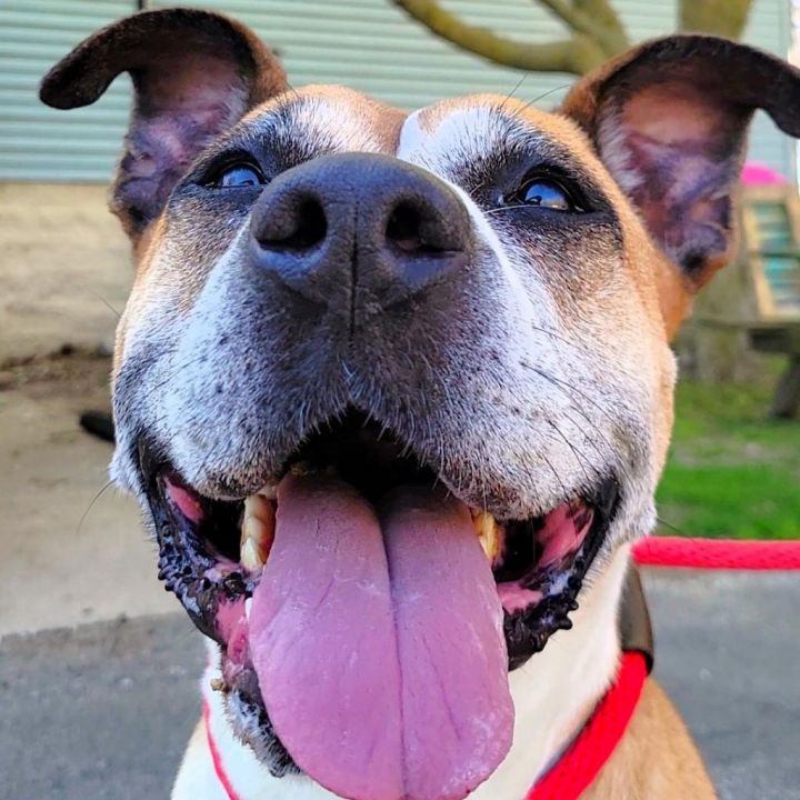 Nala 4
