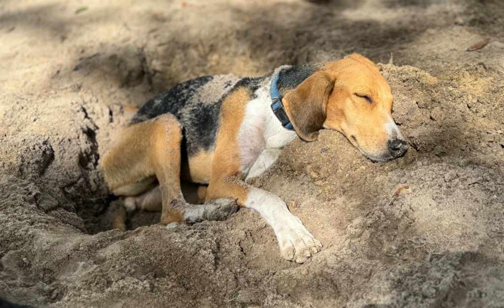 #37, an adoptable Foxhound in Waynesville, GA, 31566 | Photo Image 1