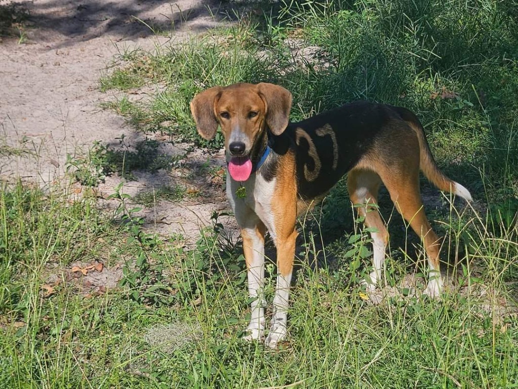 #37, an adoptable Foxhound in Waynesville, GA, 31566 | Photo Image 2