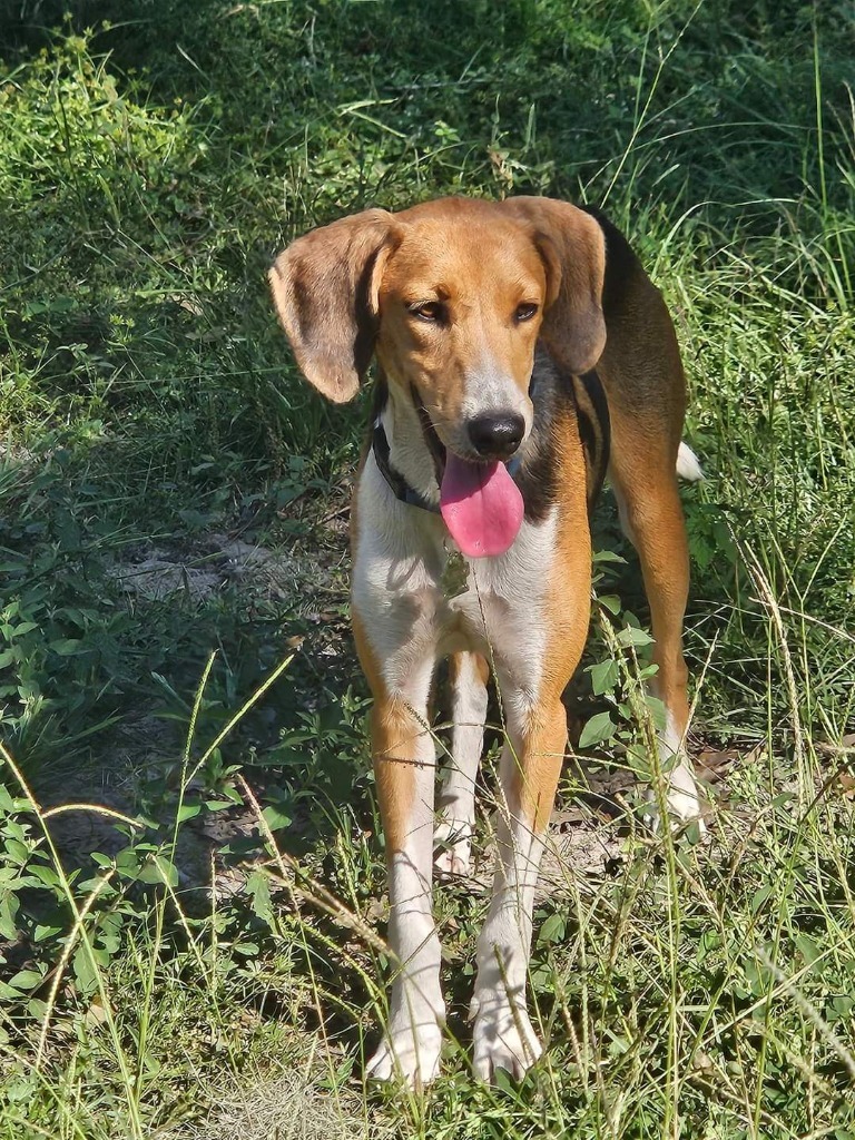 #37, an adoptable Foxhound in Waynesville, GA, 31566 | Photo Image 3