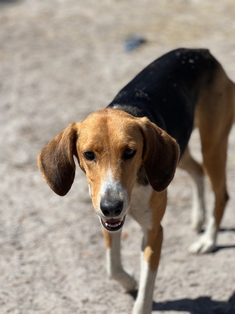 #37, an adoptable Foxhound in Waynesville, GA, 31566 | Photo Image 4