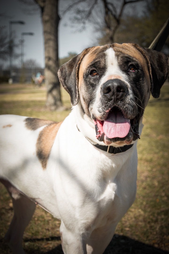 Petfinder mastiff sale