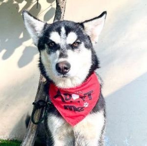 Fergalicious bandana hot sale