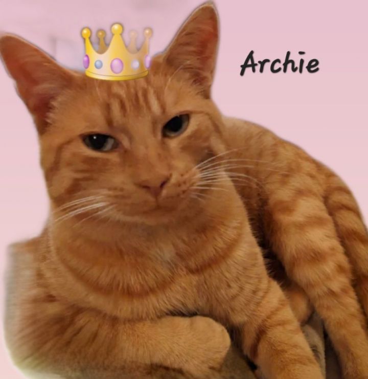 HI IM ARCHIE..IM LOOKING FOR A LOVING FOREVER FAMILY...PICK ME PLEASE....FIXED SHOTS , an adoptable British Shorthair Mix in London, ON_image-4