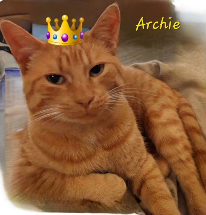 HI IM ARCHIE..IM LOOKING FOR A LOVING FOREVER FAMILY...PICK ME PLEASE....FIXED SHOTS  5