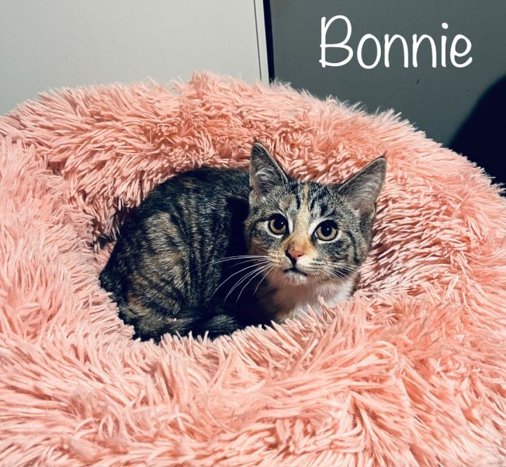 Bonnie 3
