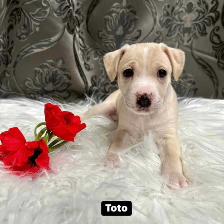 Toto - MA-Eligible, an adopted Mixed Breed in Chepachet, RI_image-2