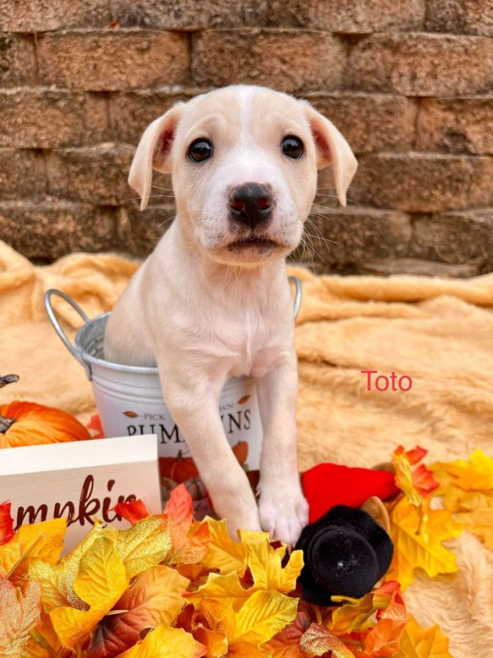 Toto - MA-Eligible, an adopted Mixed Breed in Chepachet, RI_image-3