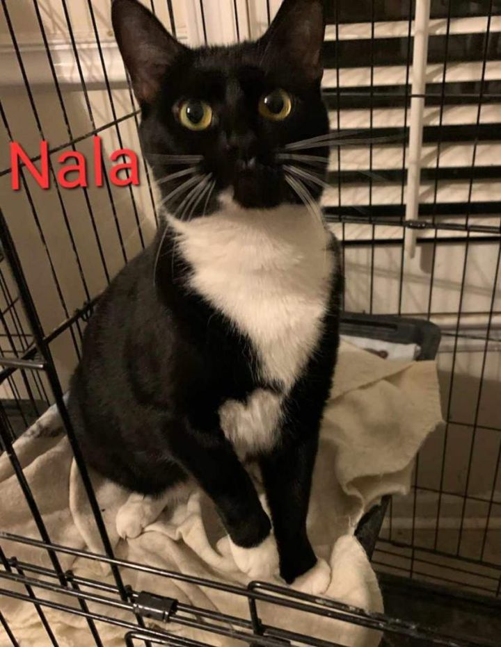 Nala, an adoptable Domestic Short Hair in Oakville, ON_image-1
