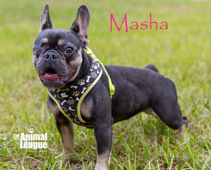 Masha, an adoptable French Bulldog in Clermont, FL_image-1