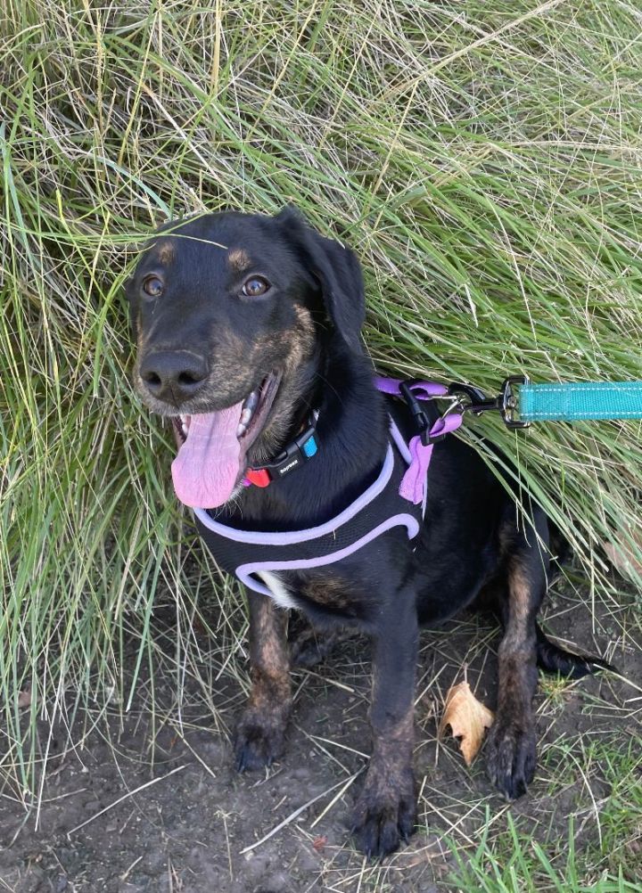 Dobie 5