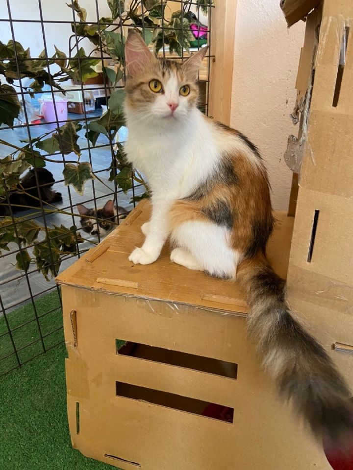 Lucy- Calico 1