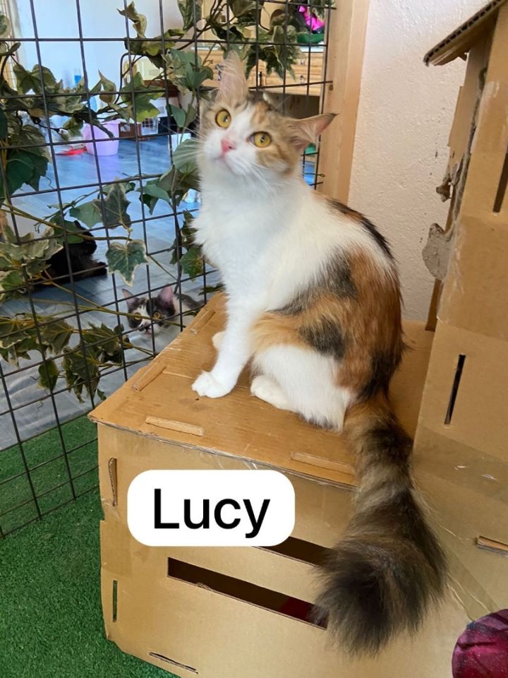 Lucy- Calico 2
