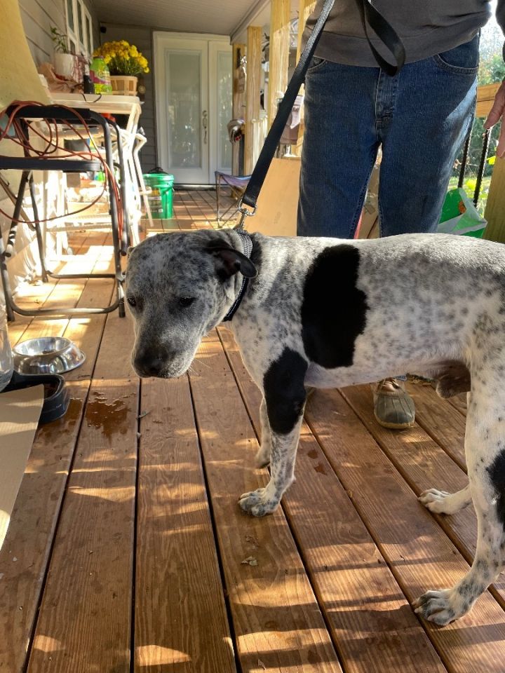 Shadow, an adoptable Australian Cattle Dog / Blue Heeler Mix in Clayton, GA_image-1