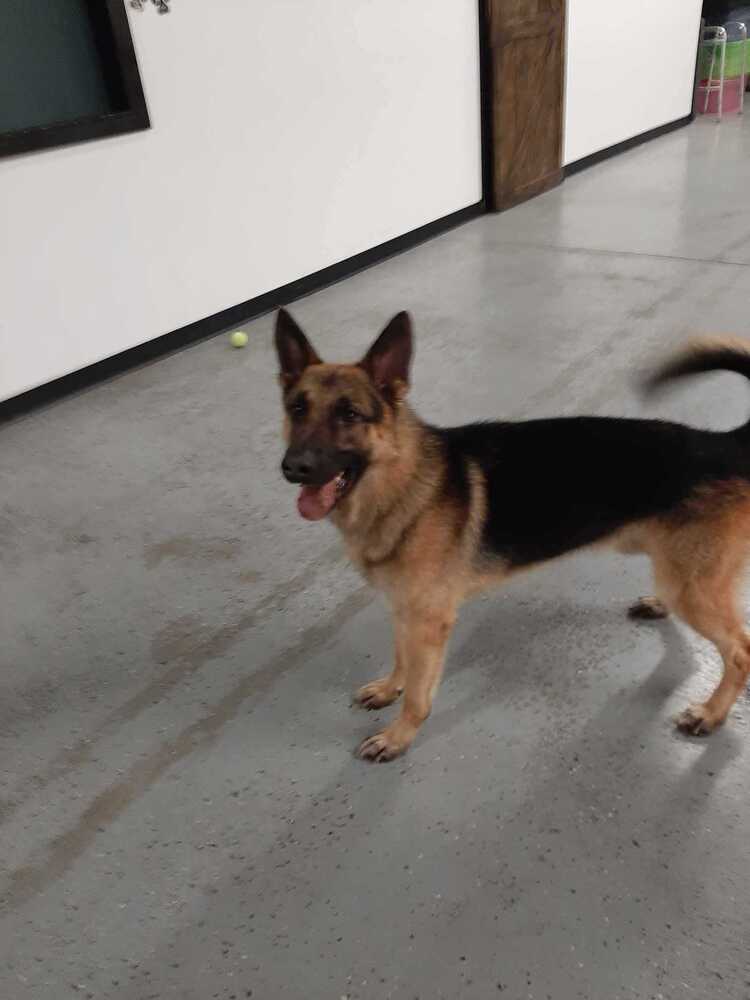 Hero (Courtesy Post), an adoptable German Shepherd Dog in Suamico, WI, 54173 | Photo Image 3