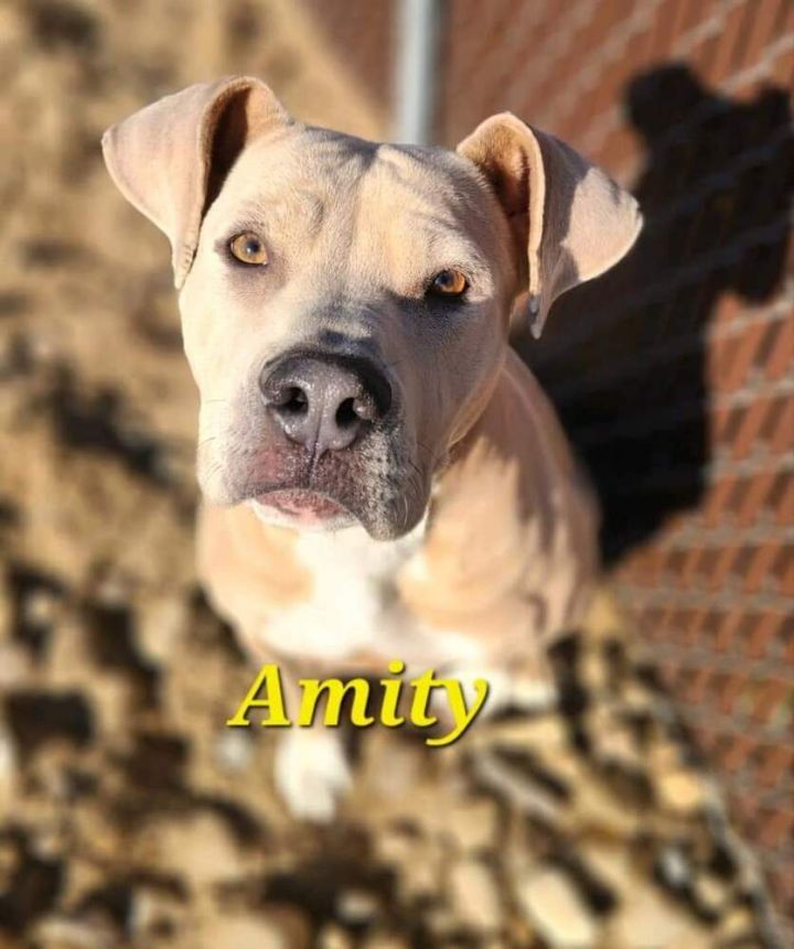 Amity 2